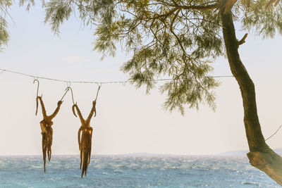 Starfish hanging on string by lake against sky