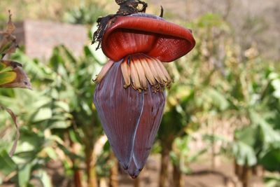 Close-up of banana flower growing outdoors