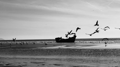 Birds on beach against sky