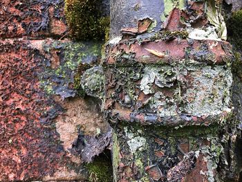 Close-up of lichen on tree trunk