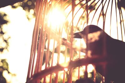 Close-up of dog against sky