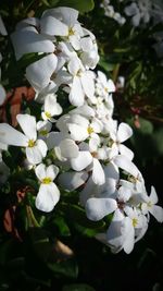 Close-up of white flowers blooming on tree