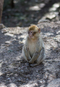 Close-up of monkey sitting outdoors