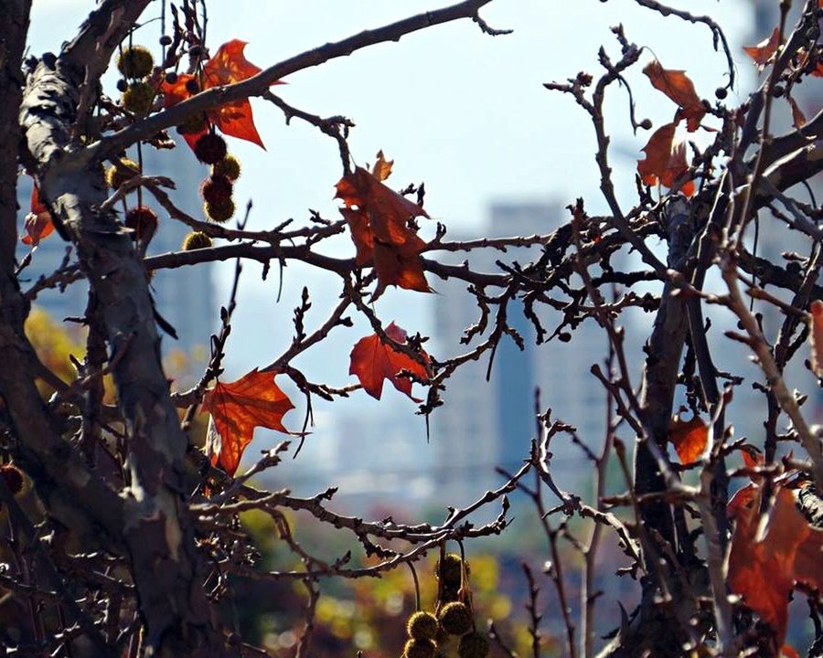 branch, tree, low angle view, growth, focus on foreground, nature, red, leaf, sky, twig, autumn, beauty in nature, orange color, clear sky, freshness, close-up, day, season, fruit, outdoors