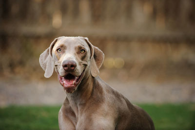 Close-up portrait of weimaraner