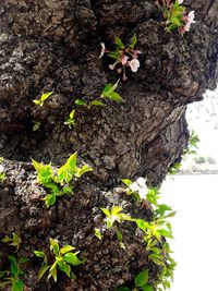 Close-up of plant growing on tree trunk