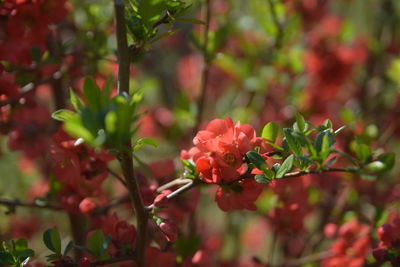 Close-up of red flowering plant