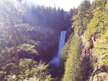 Scenic view of river amidst trees in forest