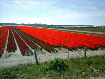 View of field against sky