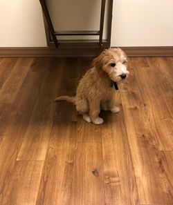 High angle view of dog sitting on hardwood floor