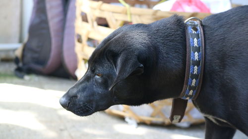 Close-up of a dog