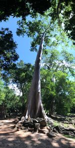 Tree trunk in forest