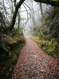 Footpath amidst trees in forest