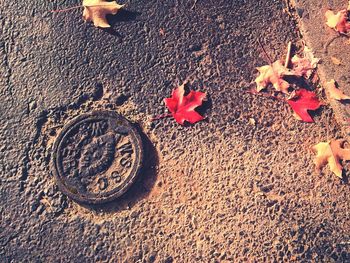 High angle view of leaves on road