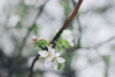 Close-up of white cherry blossom tree