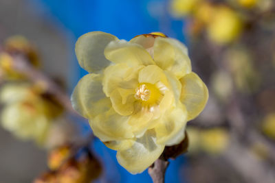 Close-up of yellow flower against blurred background