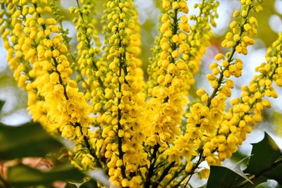 Close-up of yellow flowering plant