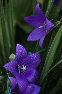 Close-up of wet purple flowering plant