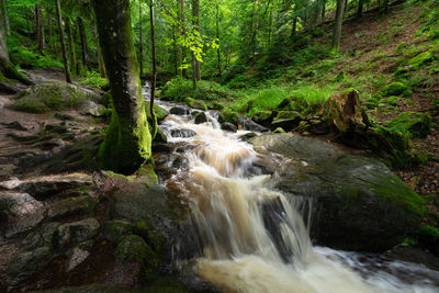 Stream flowing through rocks in forest