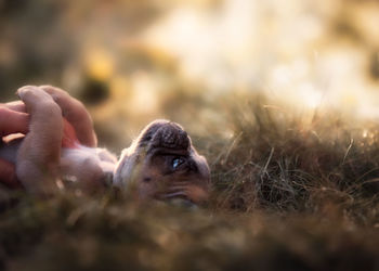 Close-up of a dog lying on land