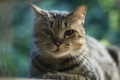 Close-up portrait of cat