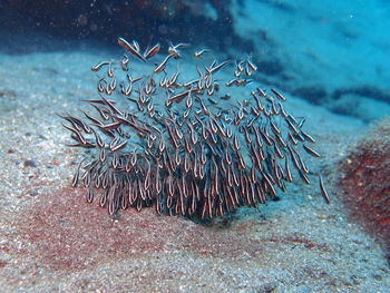 Close-up of dead fish in sea