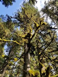 Low angle view of tree against sky