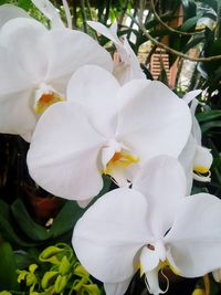 Close-up of white orchids blooming outdoors