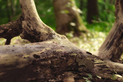 Close-up of tree trunk