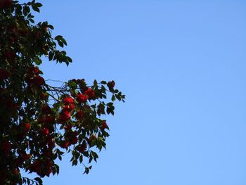 Low angle view of tree against clear blue sky