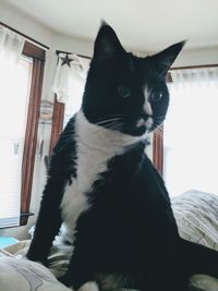 Close-up of cat sitting on bed at home