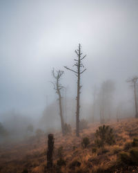 Man standing on field in foggy weather