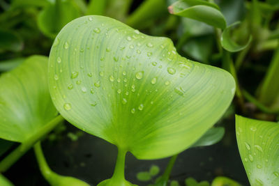 Close-up of wet plant