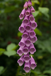 Close-up of pink flowers blooming outdoors