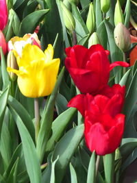 Close-up of red tulips