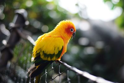 Close-up of parrot perching on branch