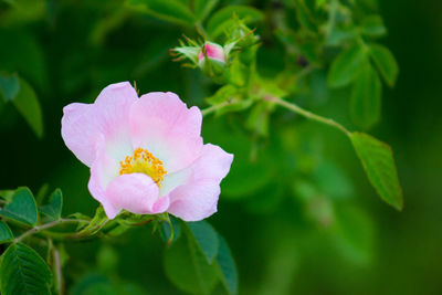 Close-up of pink rose flower