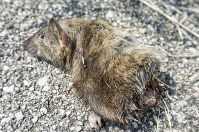 Dead mouse cut in half, lying on the road