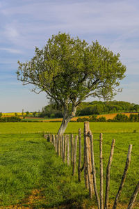 View of tree in field