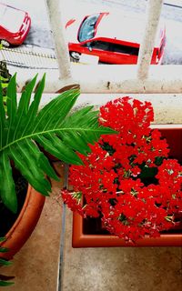 Close-up of potted plant