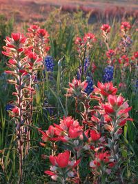 Close-up of red flowering plants on field