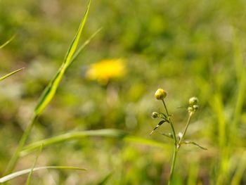 Close-up of flowering plant on field