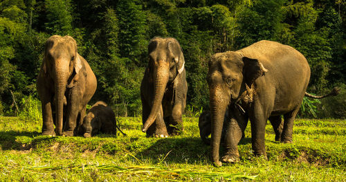 View of elephant in field