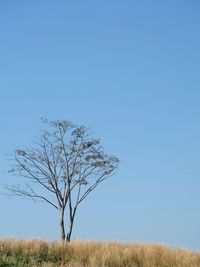 Bare tree on field against clear blue sky
