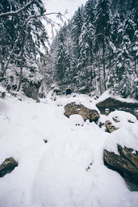 Snow covered trees