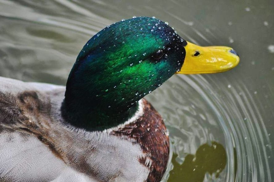 animal themes, bird, one animal, animal, animal wildlife, water, vertebrate, animals in the wild, beak, animal body part, swimming, close-up, duck, no people, nature, poultry, mallard duck, animal head, day