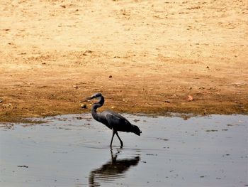 View of bird on beach