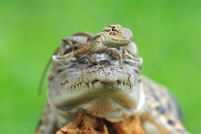 Close-up of lizard