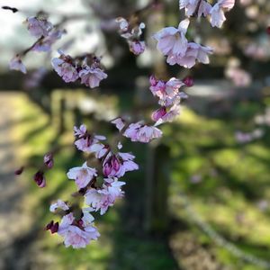 Close-up of purple flowers on tree