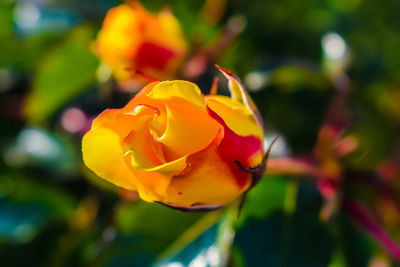 Close-up of rose in park
